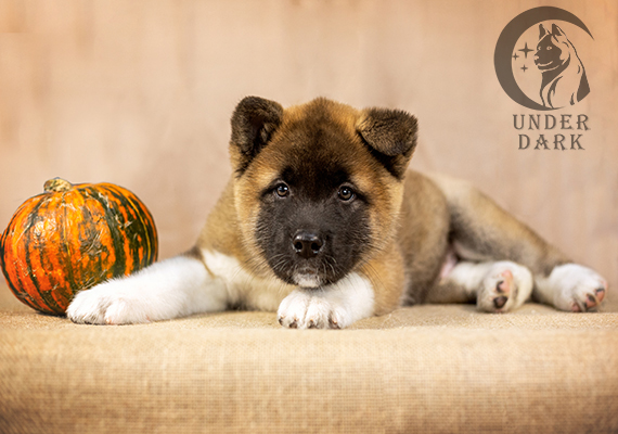 Щенки Американской акиты