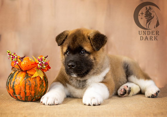 Щенки Американской акиты