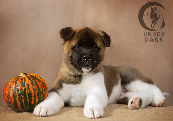 Щенки Американской акиты