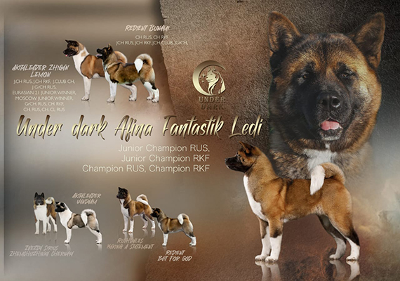 Щенки Американской акиты